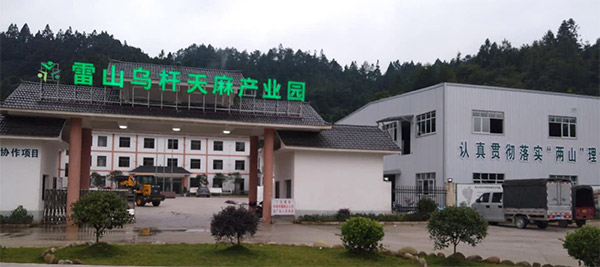 五月，帶你領略雷山天麻種植的尾聲
